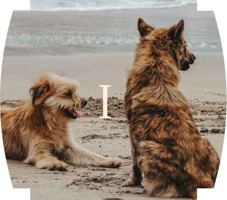 Cultural Agreement